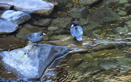day 4 duck