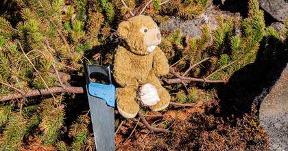 Done! The wilding pine has been cut down