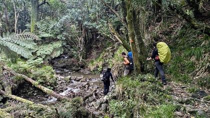 The track from Smith Creek Shelter to Tutuwai Hut.