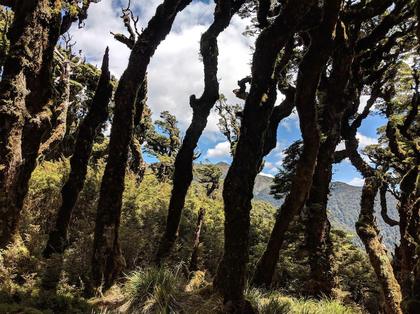 Alpha summit peaking out between the trees as seen from the Marchant Ridge
