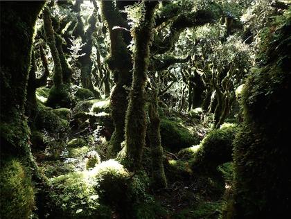 Goblin forest. Photo credit: Juan