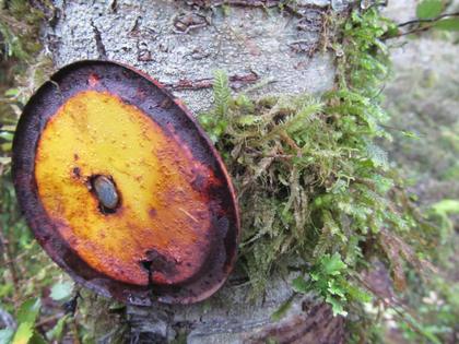 Signs of the times – old markers can be misleading when walking off-track, but they do have a wonderful aesthetic