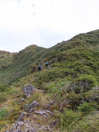 Trampers climb a hill through low bush