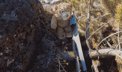 Teddy holding the saw ready to cut down the tree