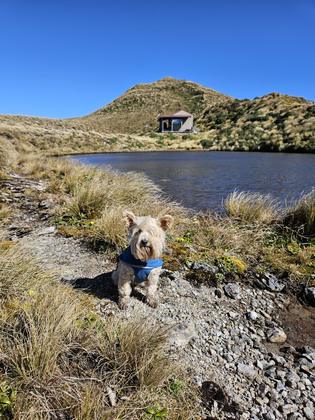 Sophie in front of the tarn at Maungahuka Hut, credit Sara
