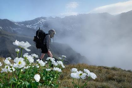 Walking through fields of spectacular fields of Mt Cook lilies