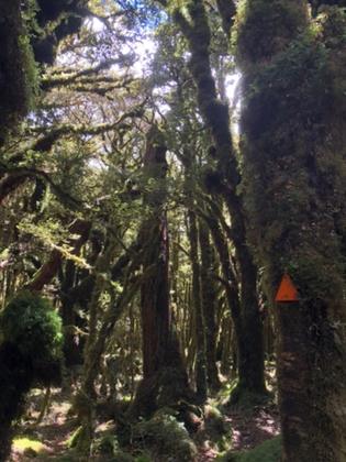 Moss covered trees