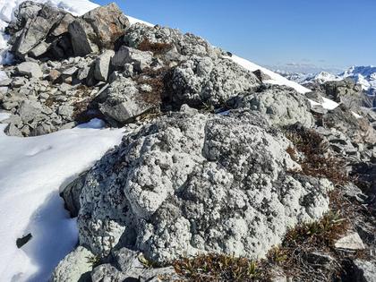 Vegetable Sheep on Mt Princess