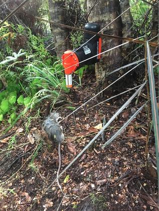 The president keeps a watchful eye out for the fruits of DOC’s traps! Photo credit: Emily S.