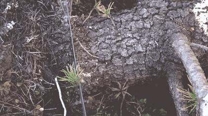 Teddy sawing through the tree trunk