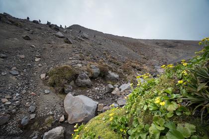 NZ buttercups