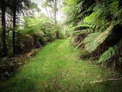 The old road track – easy running ground