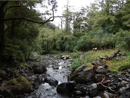 Upper Totara Creek