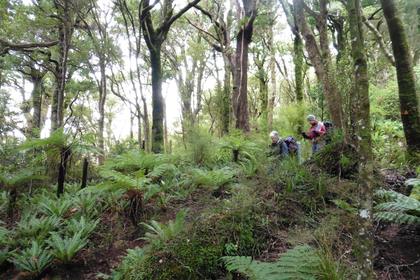Coming down the Totara Creek Track