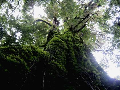Whirinaki Giant Rimu