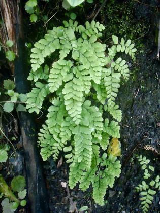 Giant Maidenhair Fern (Adiantum formosa). Fronds can grow up to 120cm long and the fern itself can grow to more than 2m tall.