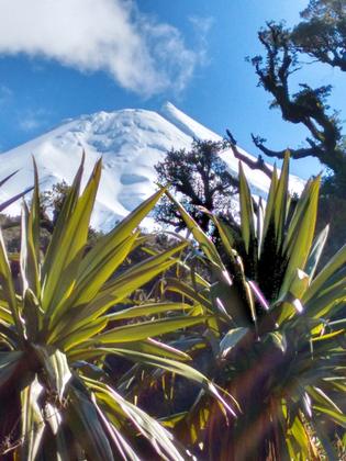 Taranaki