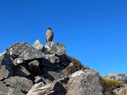 Kārearea along Robert Ridge (Photo credit: Emily)