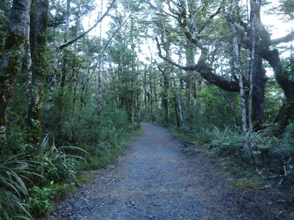 Re-entering beech forest 15 minutes out from reaching Whakapapa Village on the upper track