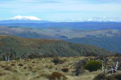 View from the ridge to Piopio