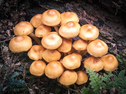 A fungi garden