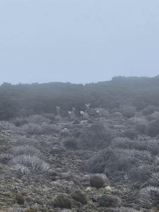 Three of the four deer spotted near feature Cone, credit Sara