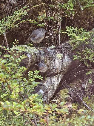 A curious South Island Robin (Credit: Sara)