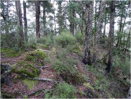 An open section of the Tahupo ridge track Photo: Heather