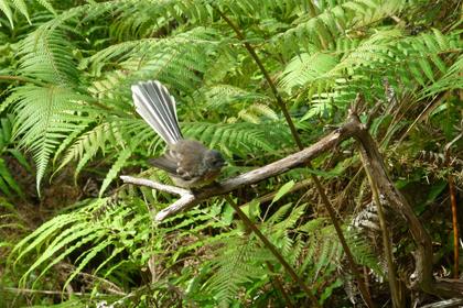 A visit from a fantail