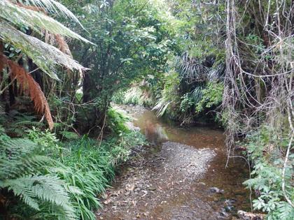 Stream flowing through bush