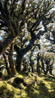Goblin Forest along High Ridge (credit: Anne)