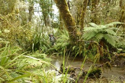 path up the Moeraki River Valley