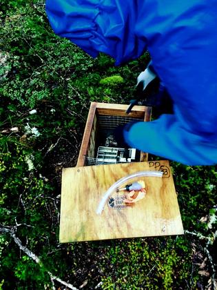 Rebaiting one of the 55 traps