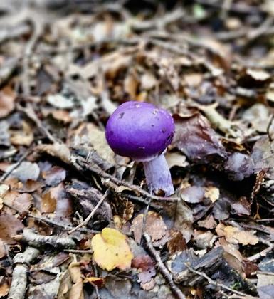 A beautiful violet pouch mushroom (Photo credit: Sara)