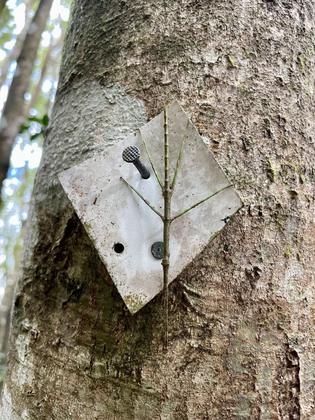 Stick insect disguised as a permolat marker. Photo credit: Emily.