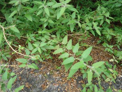 Ongaonga (Urtica ferox) – A type of stinging nettle and one on NZ’s most poisonous plants