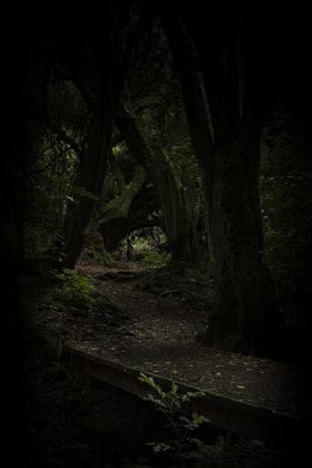On the track to the summit of Kaukau at night.